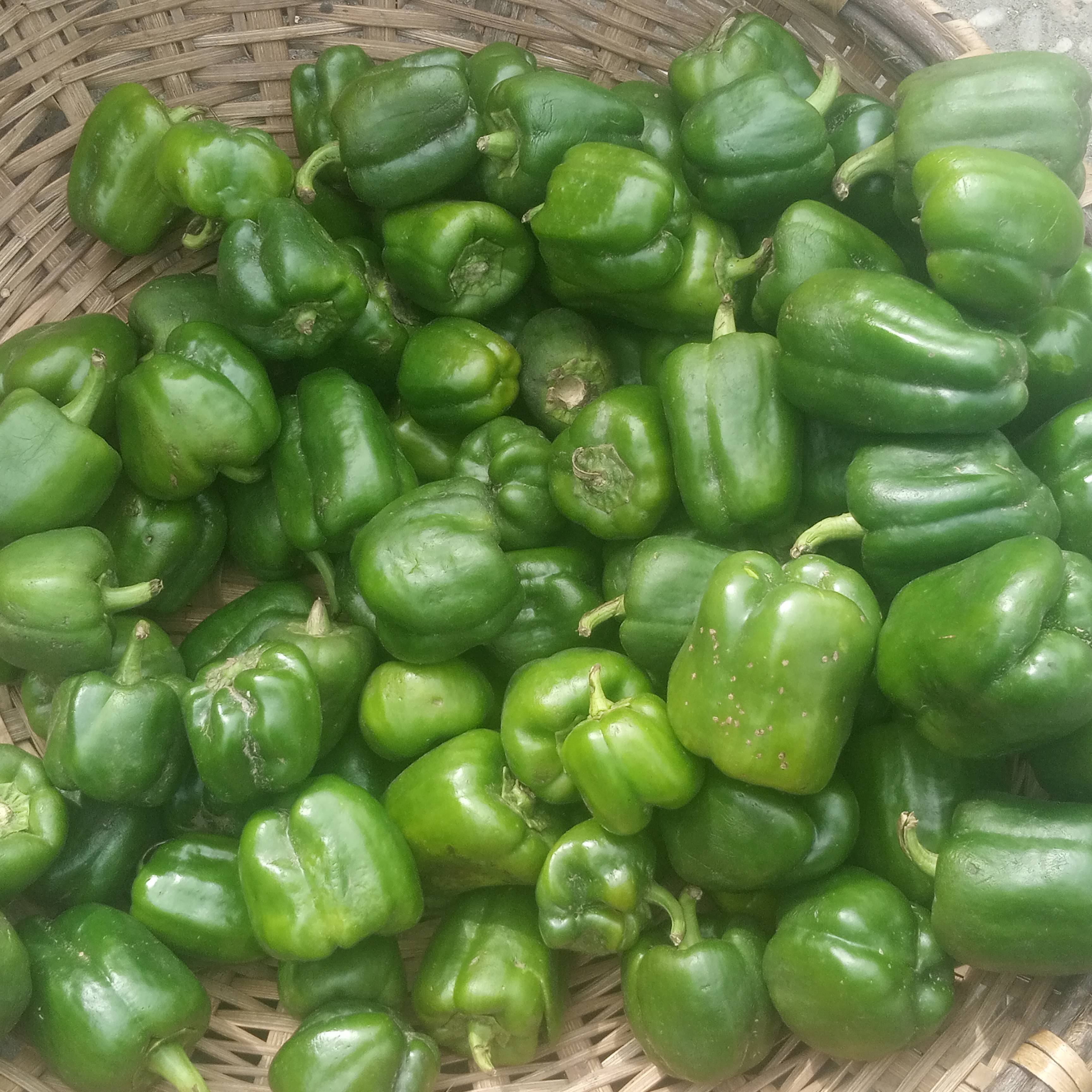 Poivron frais