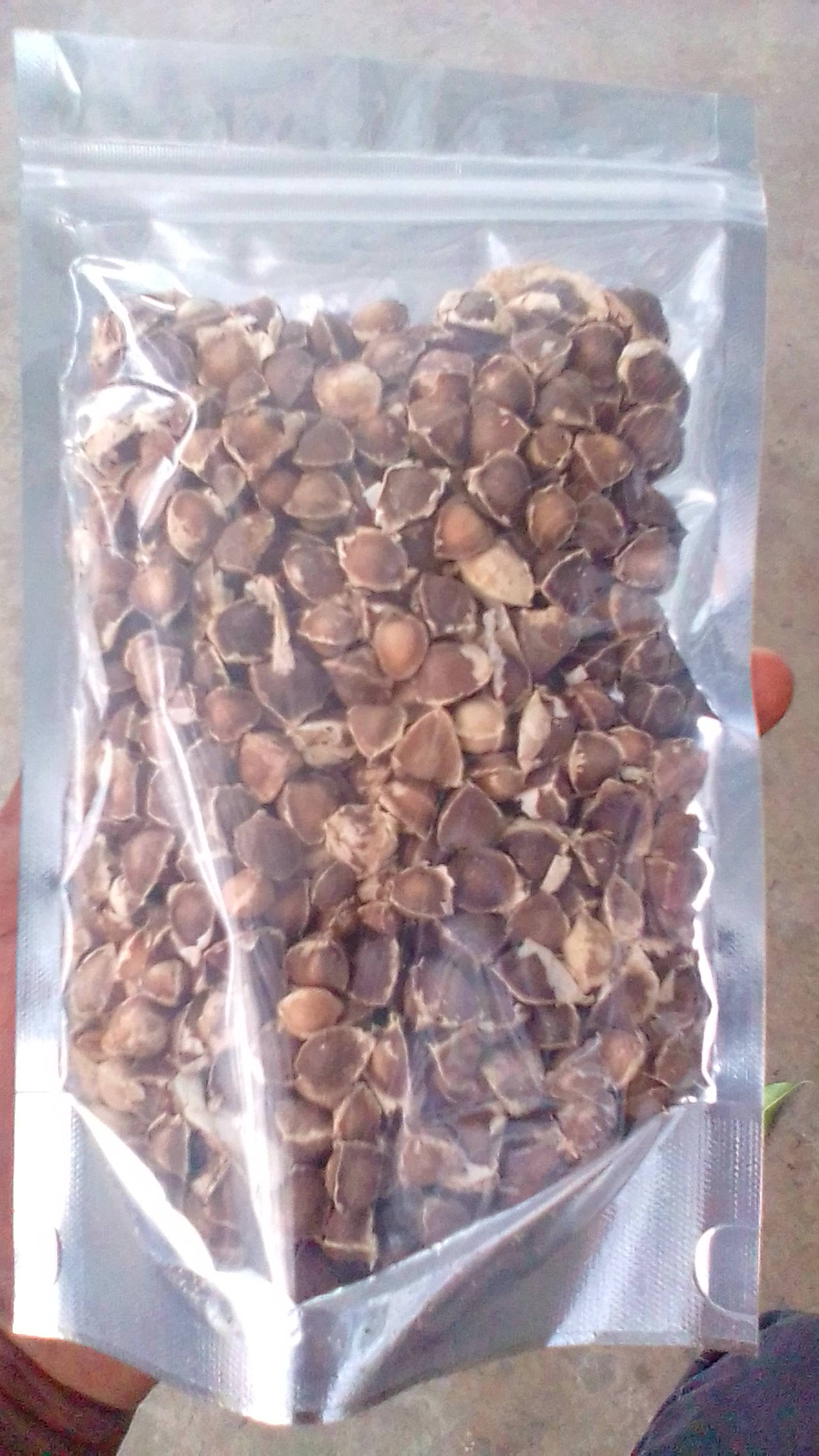 Graine de Moringa