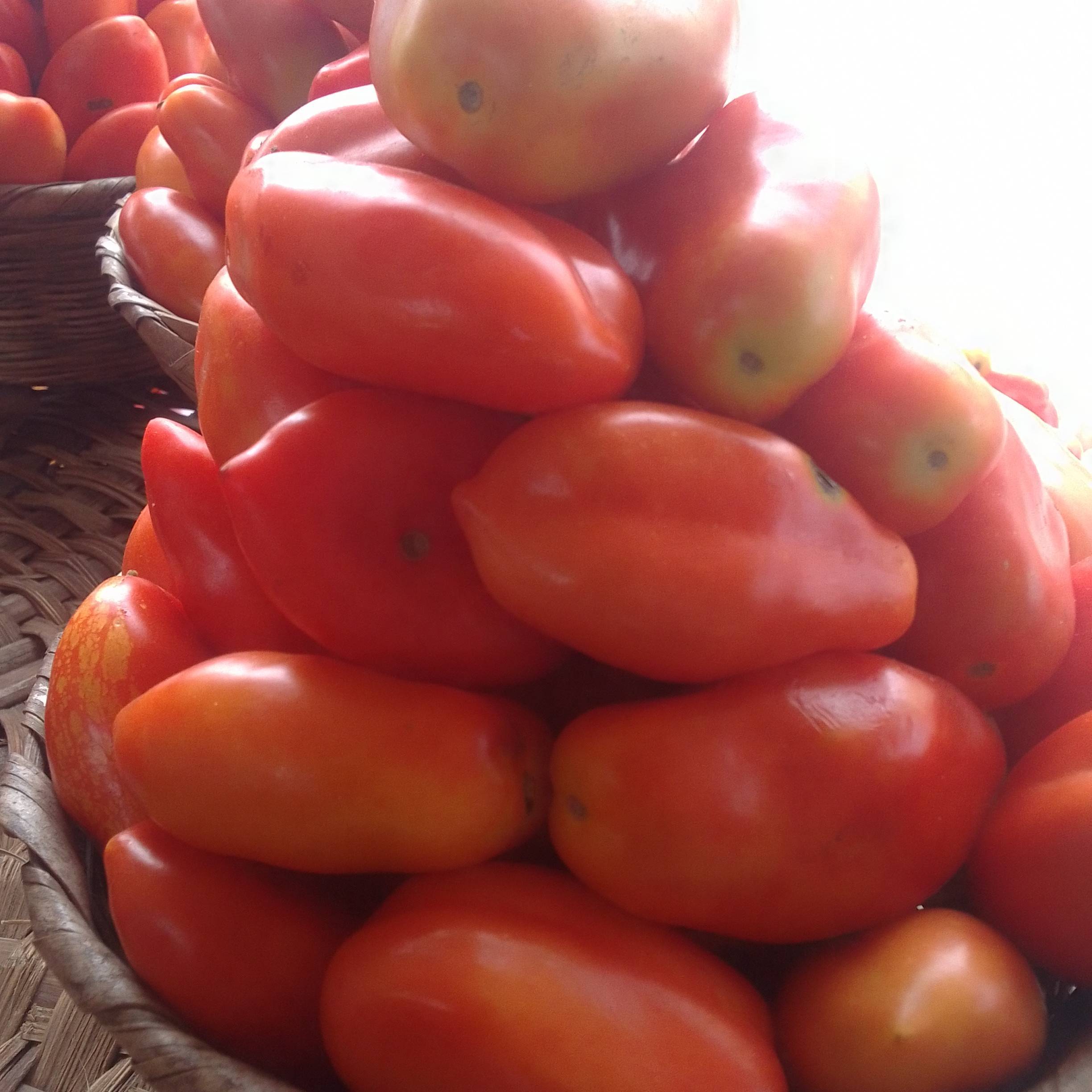 Tomate fraîche