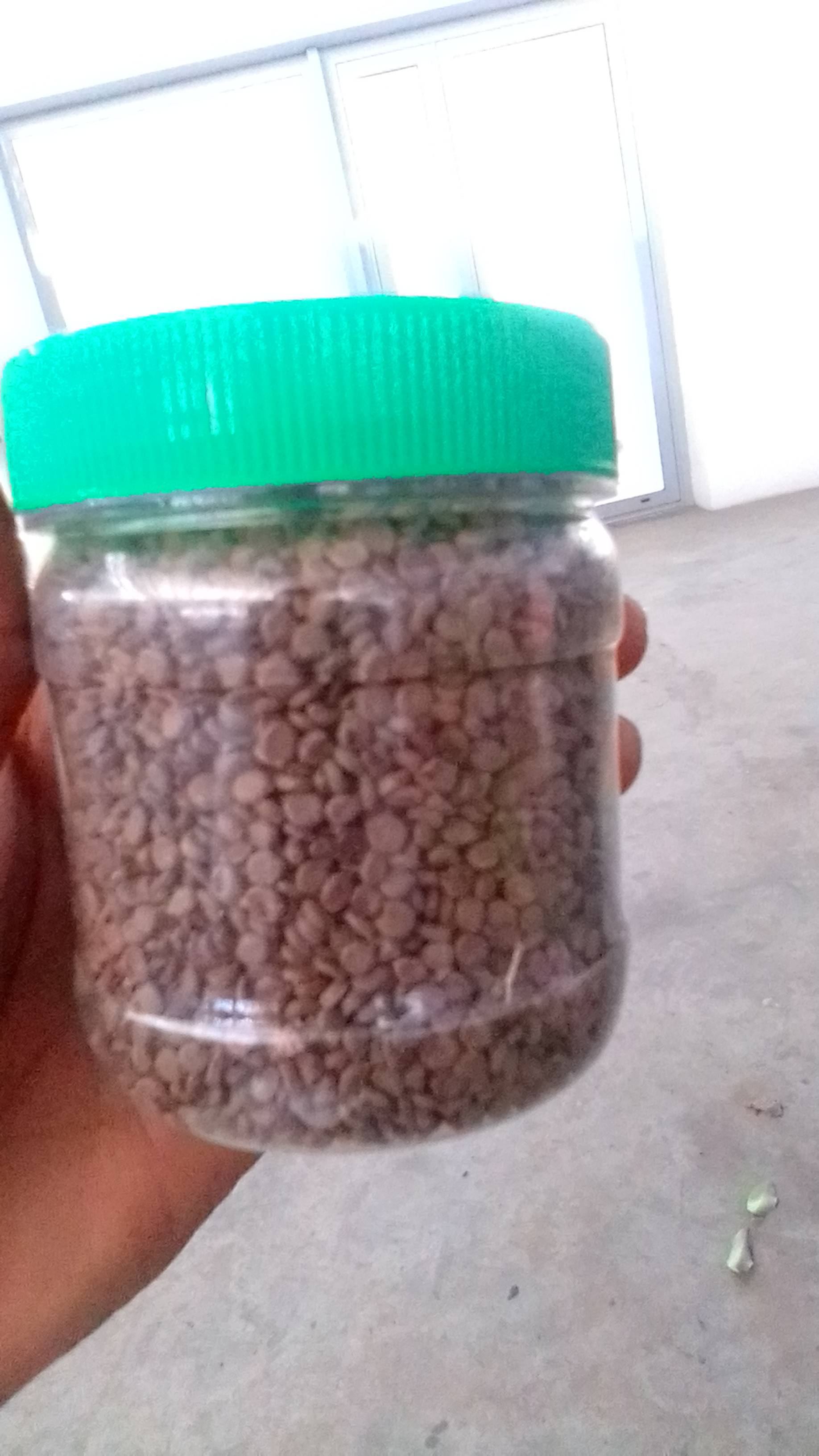 Graine de kékériba 