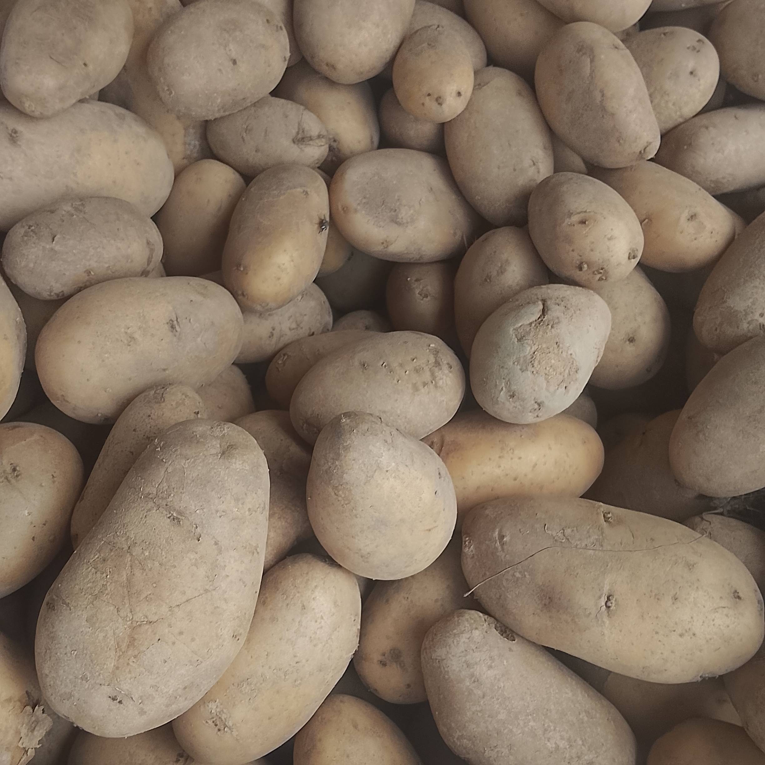 Pommes de terre locale 